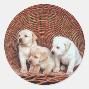 Precious Puppies Classic Round Sticker