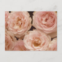 Precious Roses Postcard