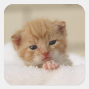 Precious sweet little kitten stickers