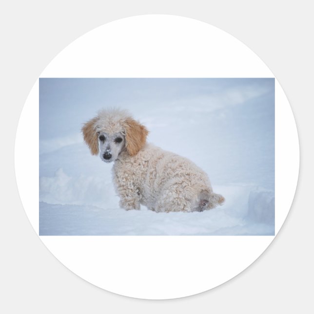 Precious White Poodle Puppy in Snow Classic Round Sticker (Front)