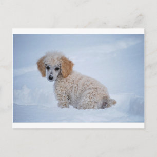 Precious White Poodle Puppy in Snow Postcard