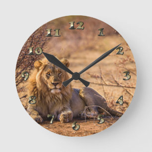 Predator Lion in South Africa Round Clock