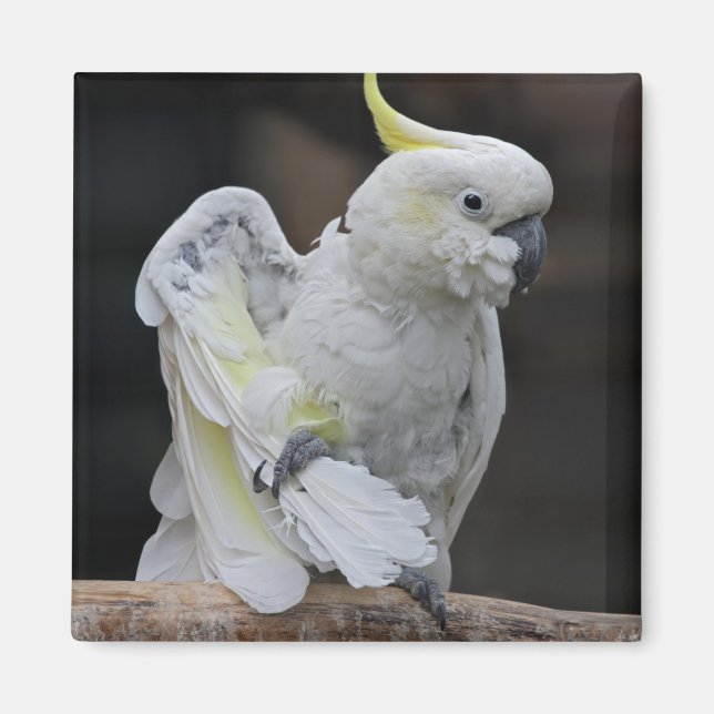Preening Cockatoo Magnet (Front)