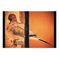 Preening Dove