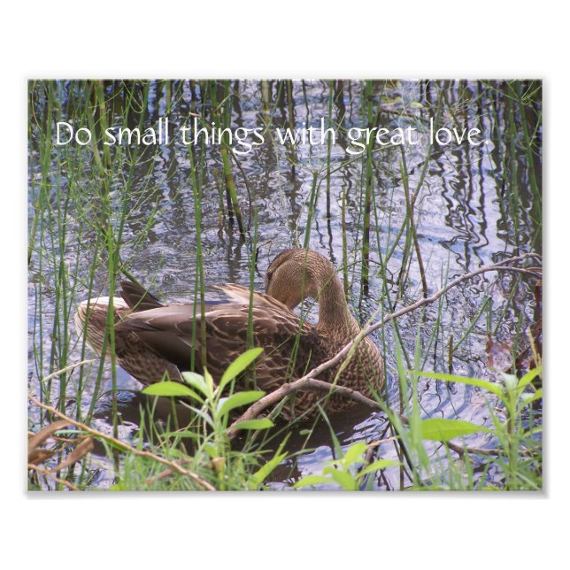 Preening Duck Among The Rushes. Photo Print (Front)