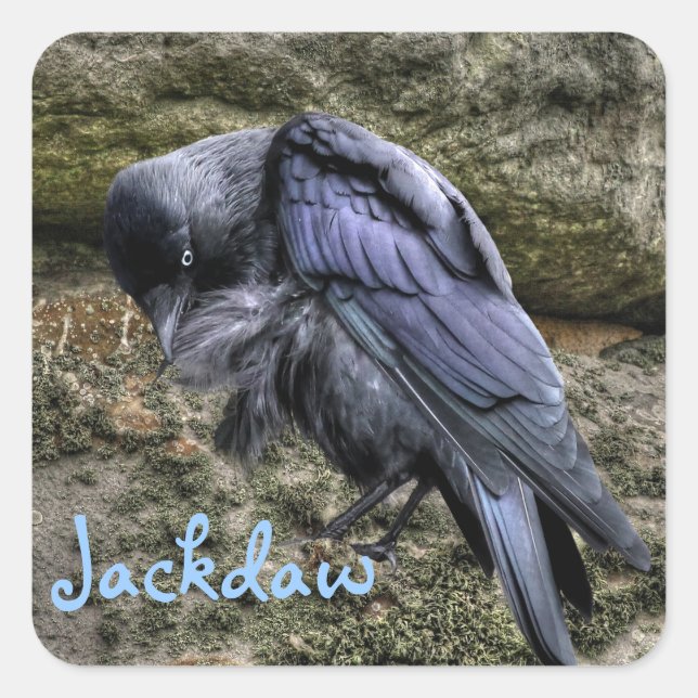 Preening Jackdaw at Stonehenge, England Square Sticker (Front)