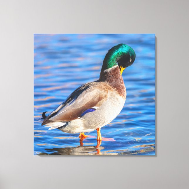 Preening Mallard Canvas Print (Front)