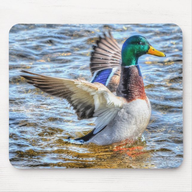 Preening Mallard Duck Birdlover Wildlife Mouse Pad (Front)