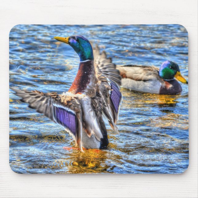 Preening Mallard Duck Birdlover Wildlife Mouse Pad (Front)