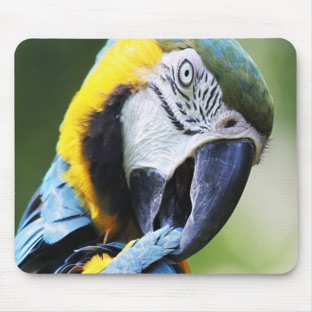 Preening Parrot Mouse Pad (Front)