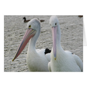 Preening pelicans