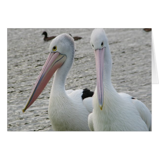 Preening pelicans (Front Horizontal)