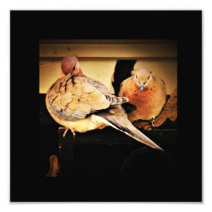 Preening photo print