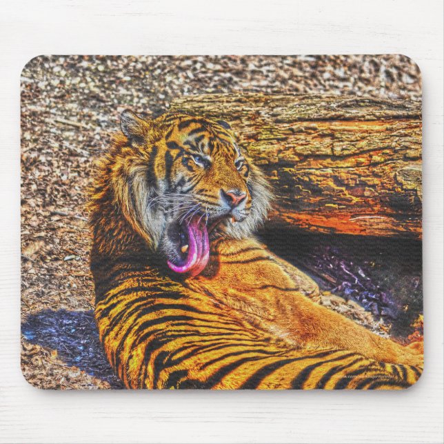 Preening Sumatran Tiger Big Cat Wildlife Art Mouse Pad (Front)
