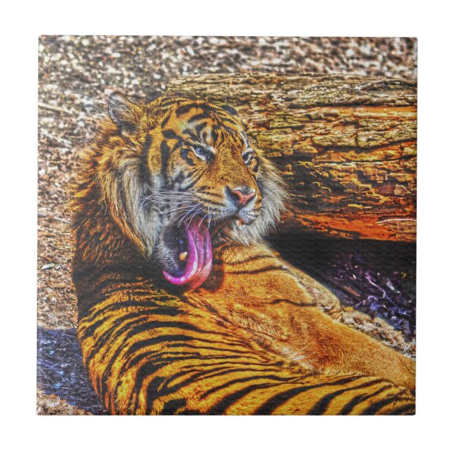 Preening Sumatran Tiger Big Cat Wildlife Art Tile (Front)