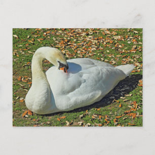 Preening Swan. Roath Park Lake, Cardiff, Wales. Postcard