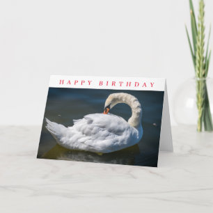 Preening white swan birthday card