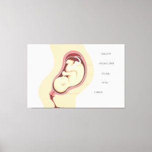 Pregnancy Anatomy Canvas Print