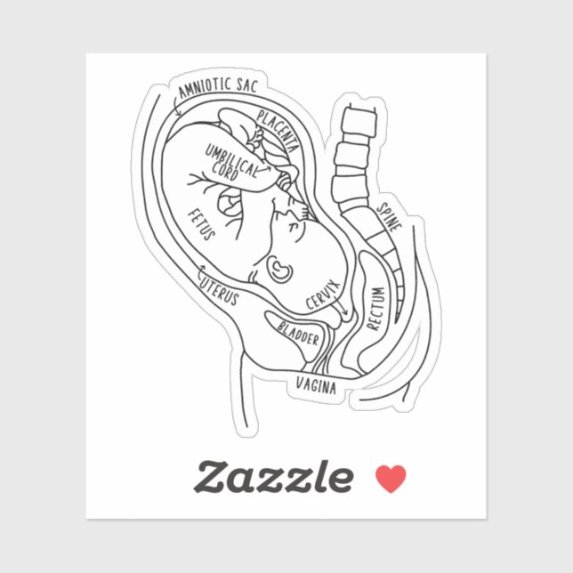 Pregnancy Anatomy, Fetus In Utero, Midwife Gift (Sheet)