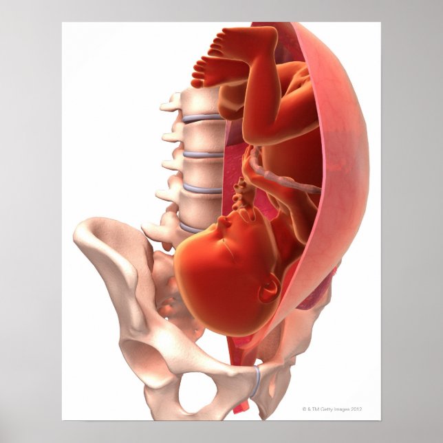 Pregnancy Poster (Front)