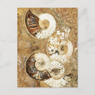 Prehistoric background with fossil shells postcard