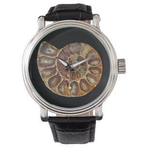 prehistoric fossil snail shell black animal nature watch