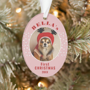 Premier Noël Chien Animaux de compagnie Photo Star