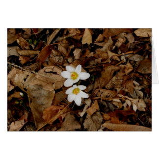 Premier signe de printemps