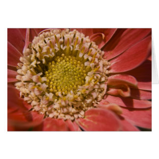 Première carte Blush