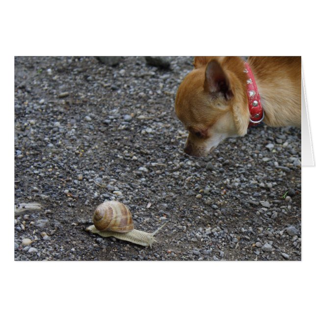 Première date (Devant horizontal)