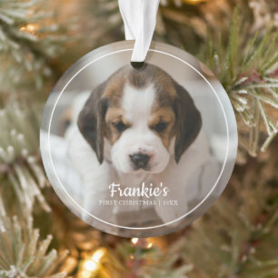 Première photo de Noël de l'animal de compagnie mo