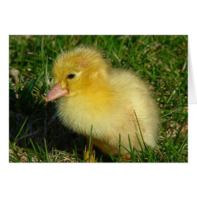 Première Scovie de la saison (Devant horizontal)