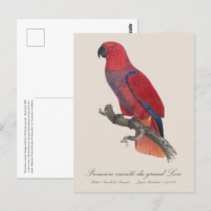 Premiere variete du grand Lori / Eclectus parrot Postcard