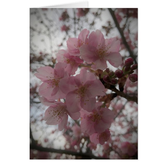 Premières fleurs de Sakura (Devant)