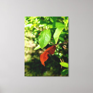 Premiers signes de la toile d'automne Imprimer