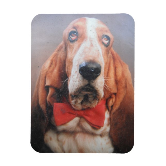 Premium Magnet Basset Hound In Red Bow Tie (Vertical)