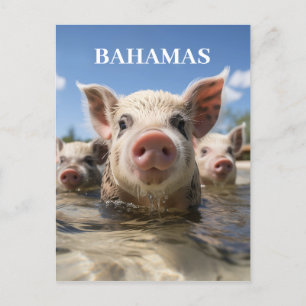 Premium Quality Bahamas Swimming Pigs Exuma Beach Postcard