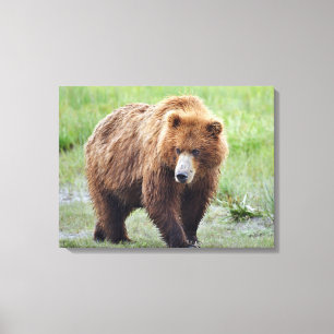 Premium Wrapped Canvas 24x18 of grizzly bear