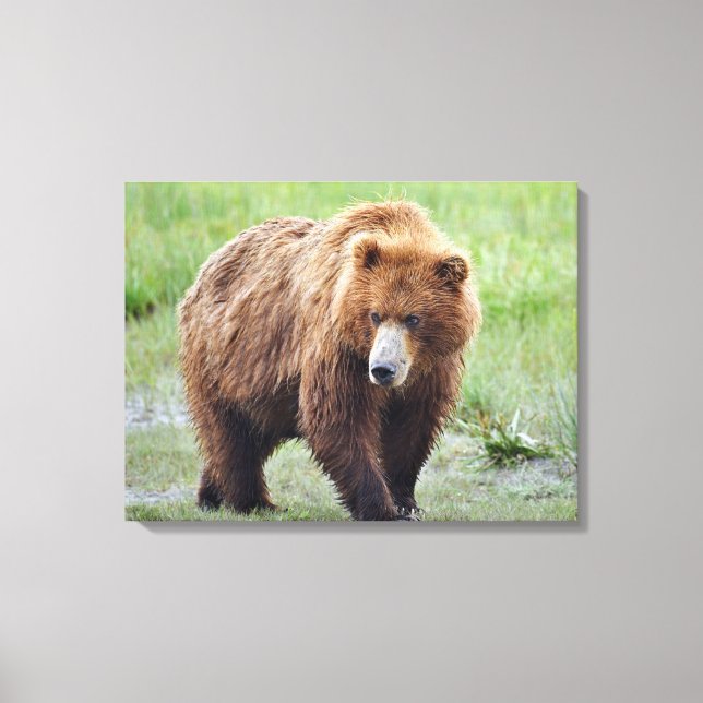 Premium Wrapped Canvas 24x18 of grizzly bear (Front)