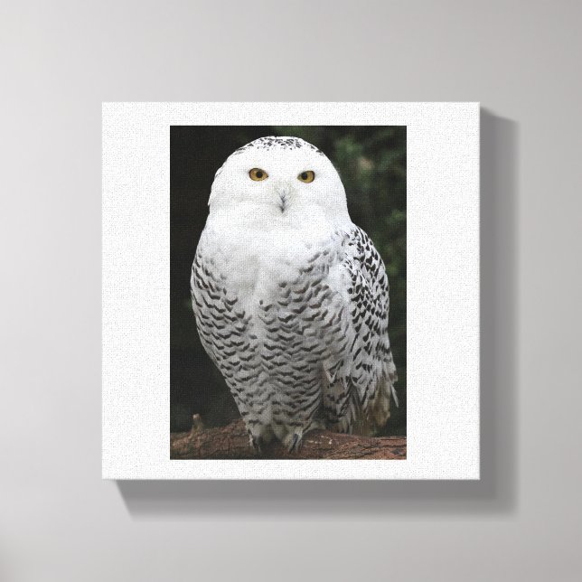 Premium Wrapped Canvas (Gloss) (Front)