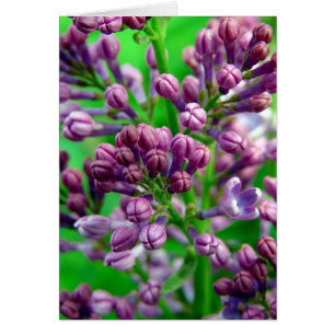 Préparez pour fleurir