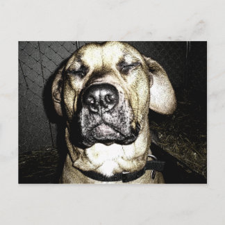 Presa Canario Postcard