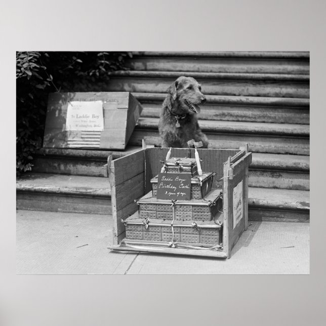 President Harding's Airedale Terrier, 1922 Poster (Front)