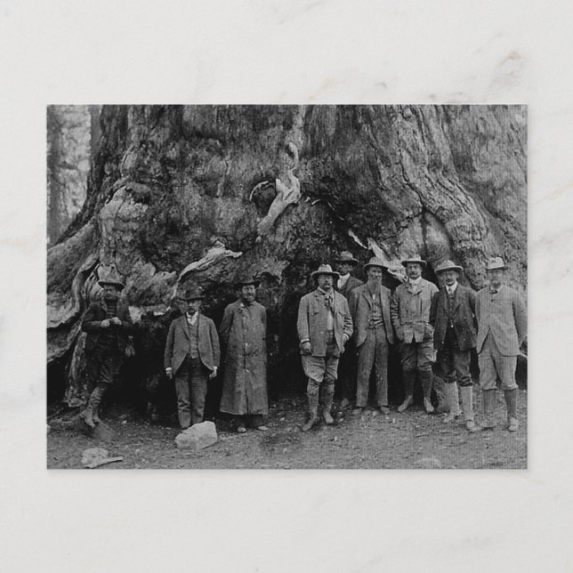 President Roosevelt and John Muir California 1903 Postcard (Front)