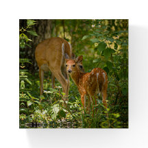 "Biche et faon des bois"