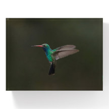 Colibri à bec large en vol