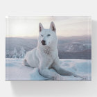 Enchanter le Chien Husky Blanc dans la neige