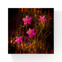 Floride Fleur de prairie