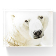 Le regard d'un ours polaire