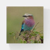 Papier cadeau Lilac Breast Roller